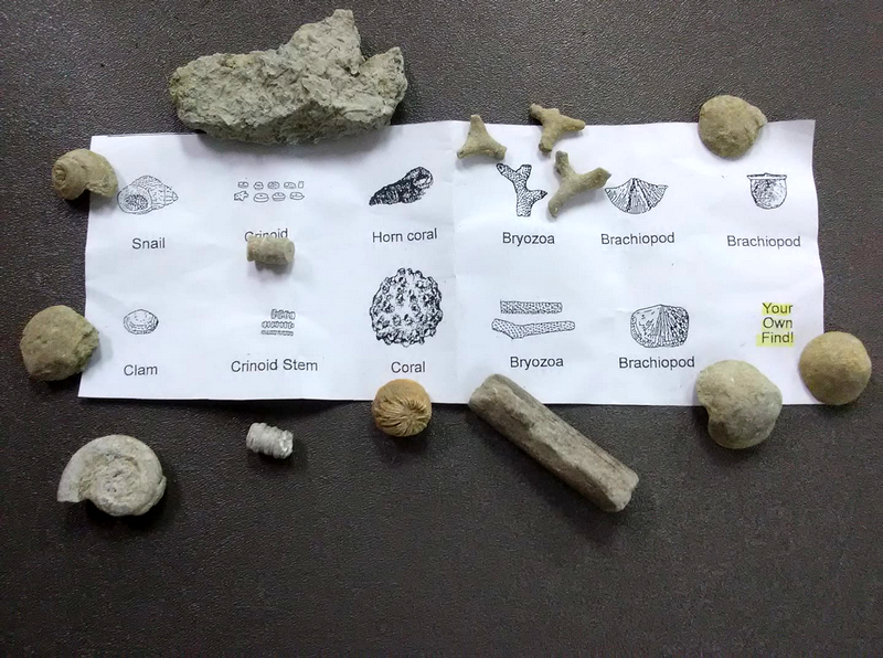 picture of fossils and drawing with their identification