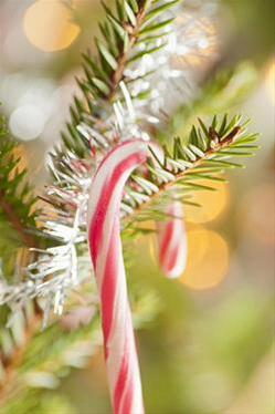 Picture of a red and white striped candy cane hanging on an evergreen branch.