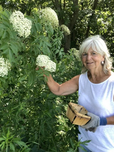 Linda Buxton shown in front of her blooming elderberry bushes