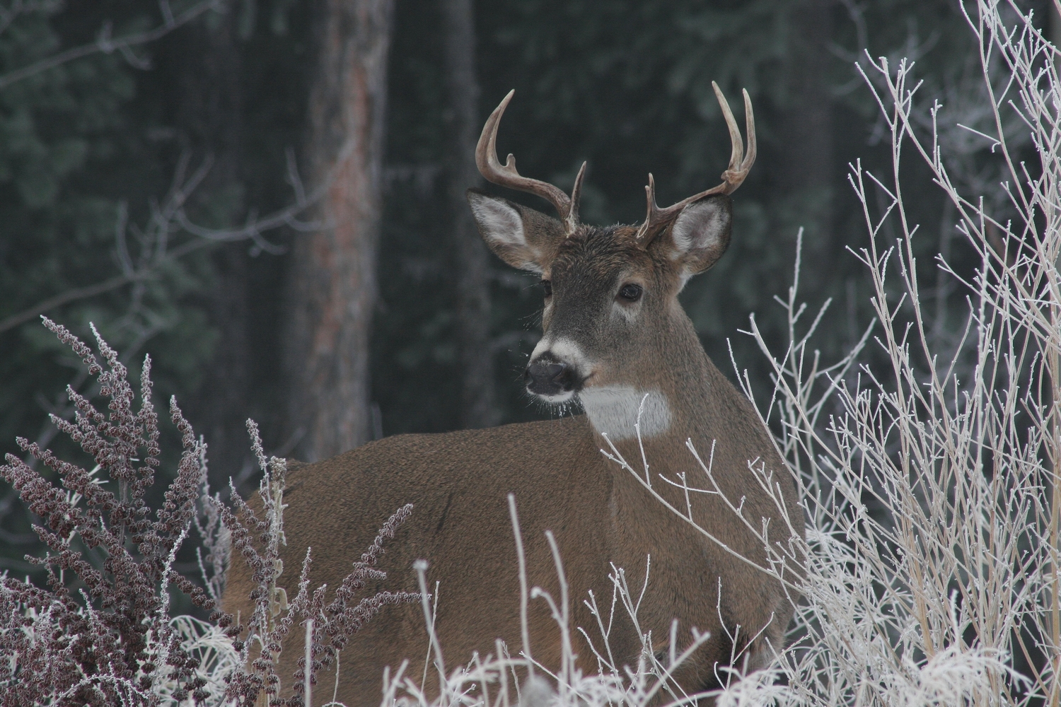 Picture of a white tail deer with horns.