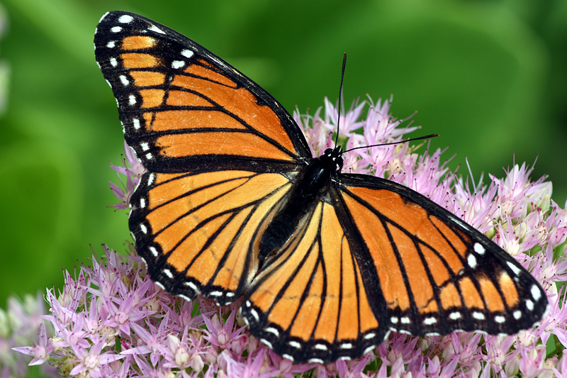 Picture of a Monarch butterfly on a flower.