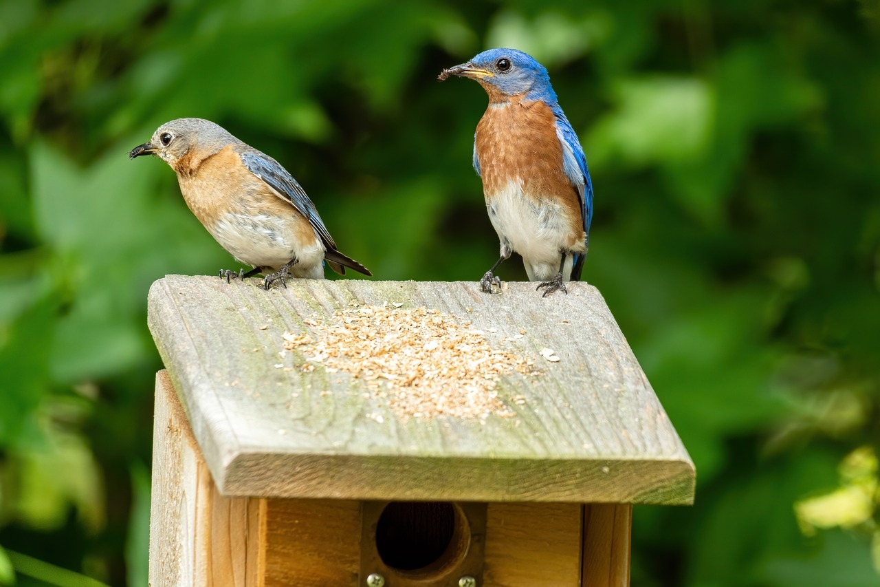 Picture of a male and female bluebird on the roof of a birdhouse.