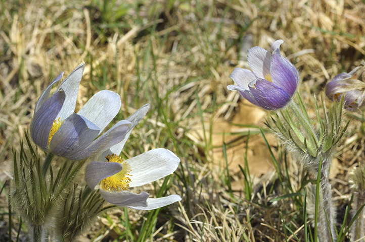 Picture of pasque flowers