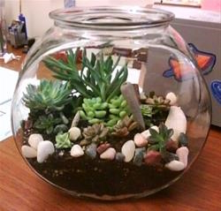 Picture of a terrarium in a small fish bowl